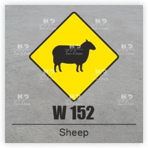 W152 - Sheep